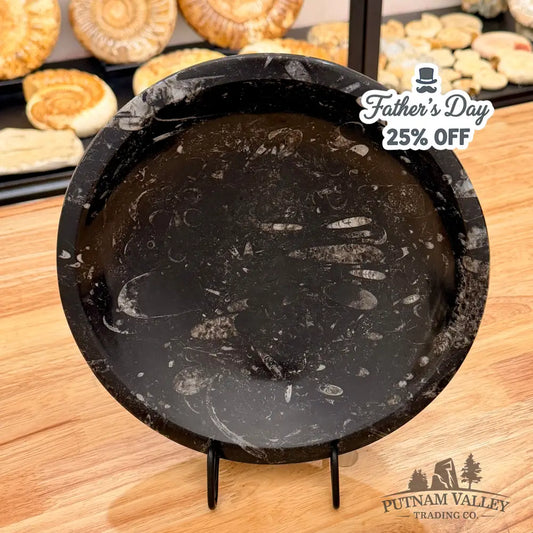 Orthoceras Fossil Bowl 10’’