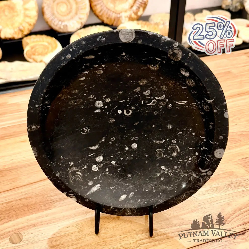 Orthoceras Fossil Bowl 10’’