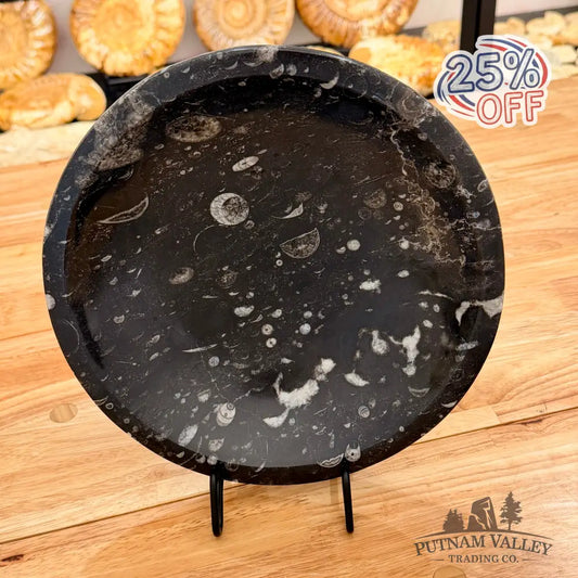 Orthoceras Fossil Bowl 10’’