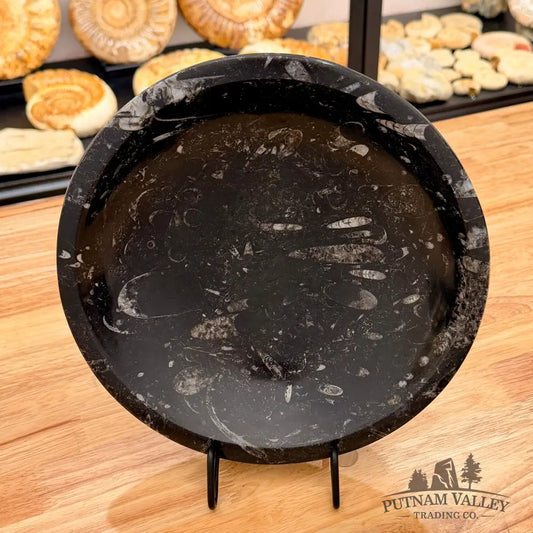 Orthoceras Fossil Bowl 10’’