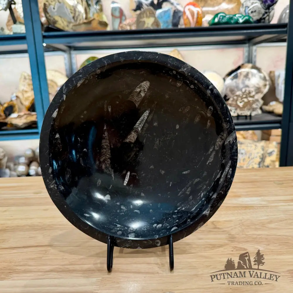 Orthoceras Fossil Bowl 10’’ | Morocco - Fossil Bowl