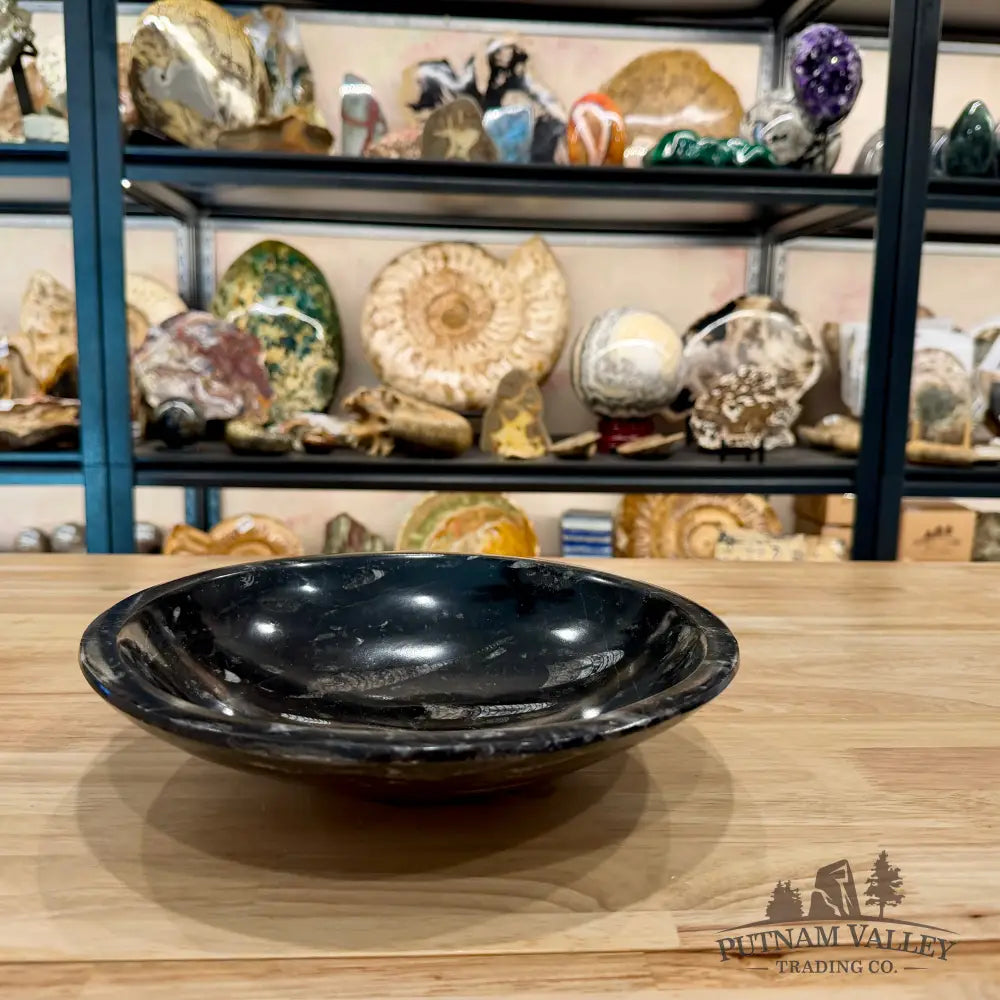 Orthoceras Fossil Bowl 10’’ | Morocco - Fossil Bowl
