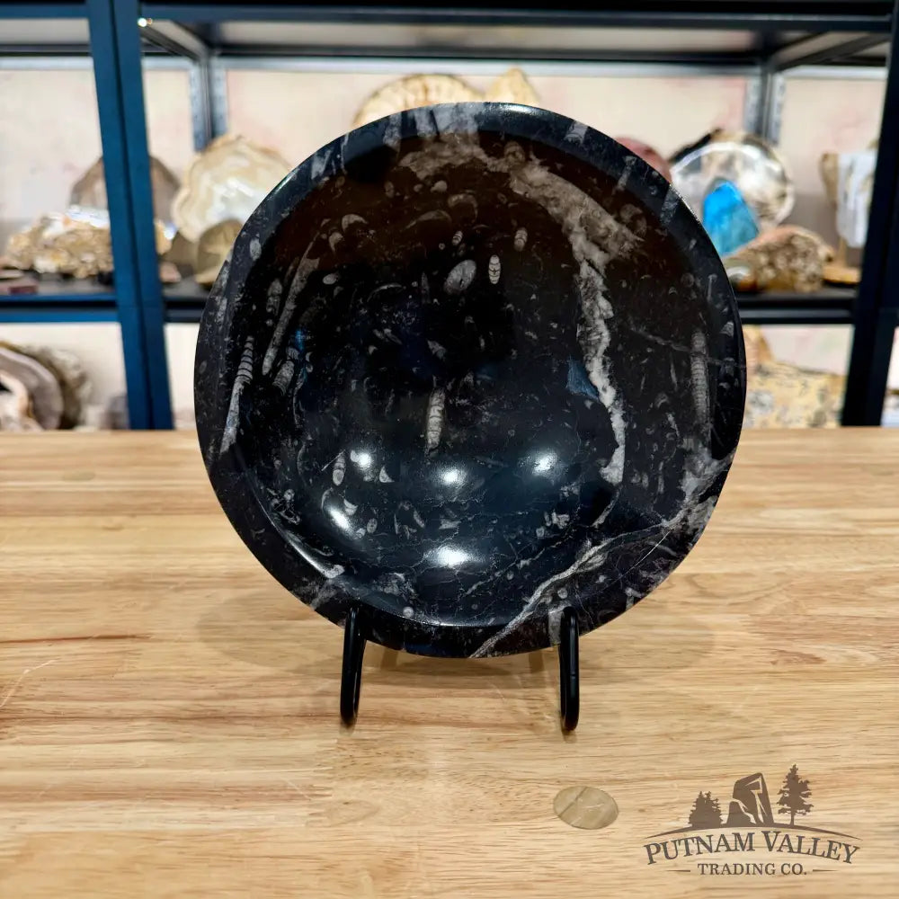 Orthoceras Fossil Bowl 8’’ - Fossil Bowl
