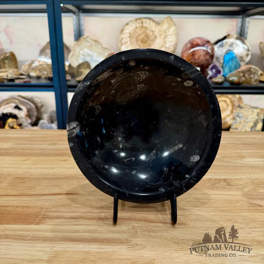 Orthoceras Fossil Bowl 8’’ - Fossil Bowl