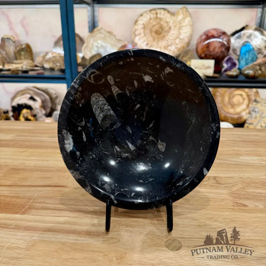 Orthoceras Fossil Bowl 8’’ - Fossil Bowl