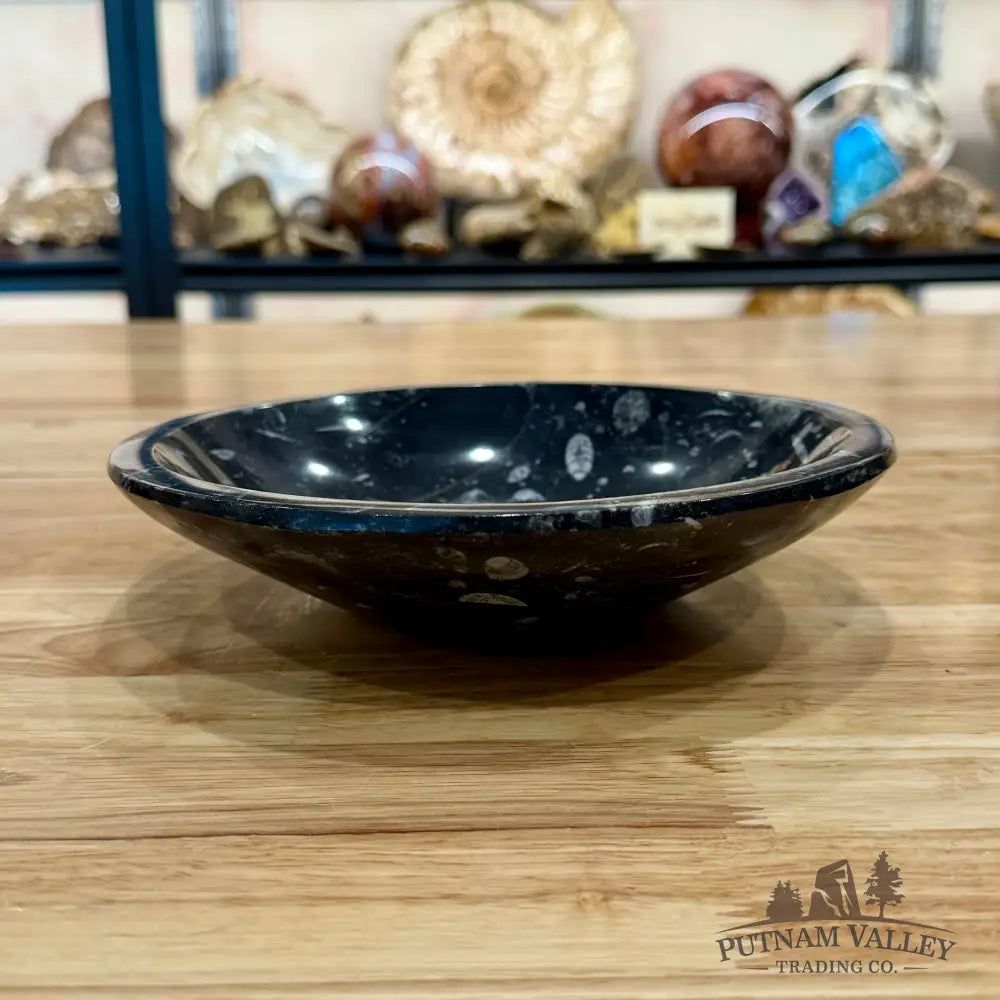 Orthoceras Fossil Bowl 8’’ - Fossil Bowl