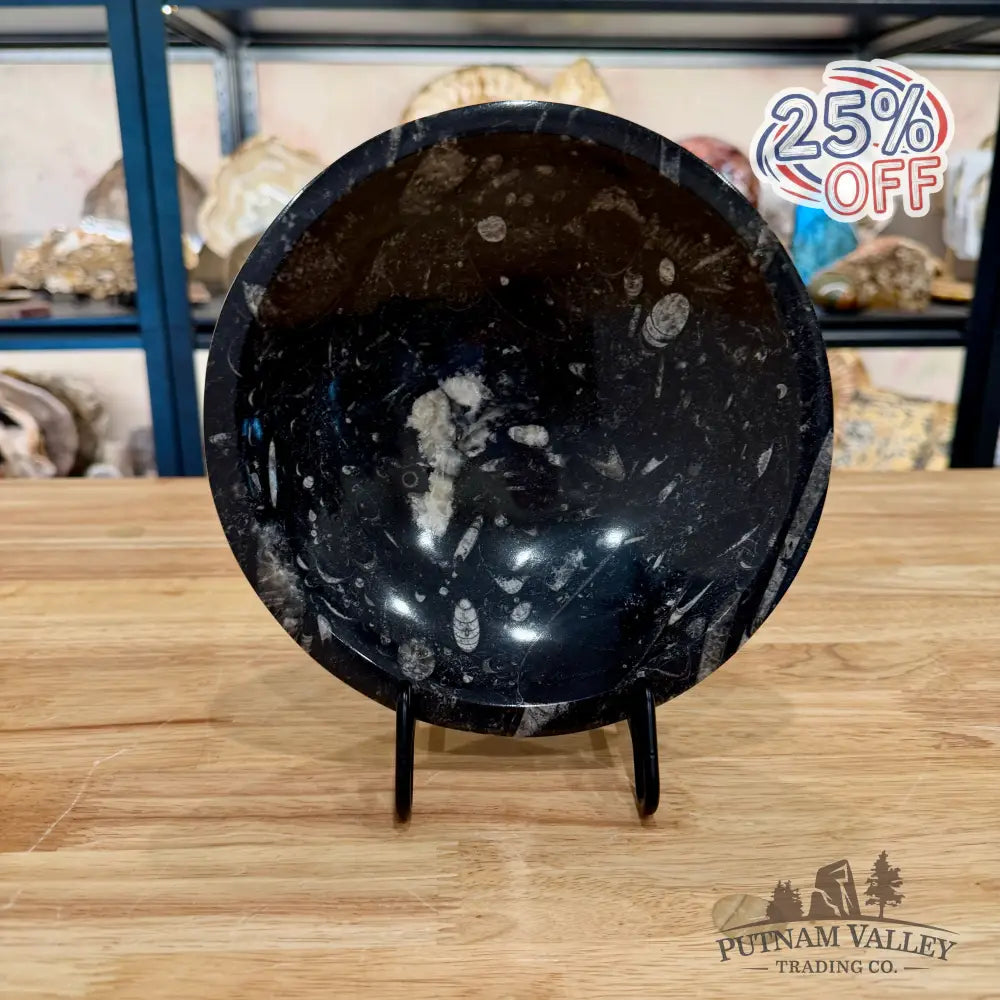Orthoceras Fossil Bowl 8’’ - Fossil Bowl