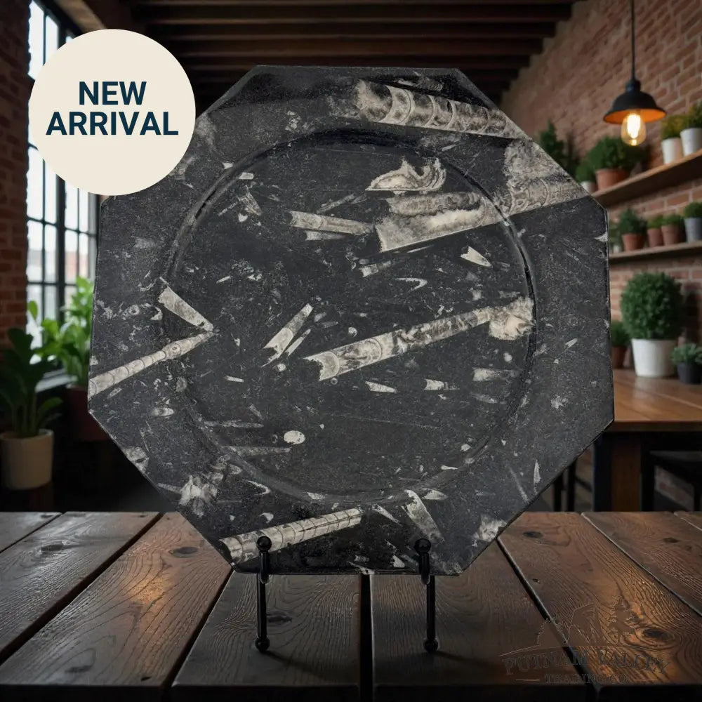 Orthoceras Fossil Octagon Plate Fossil Plate