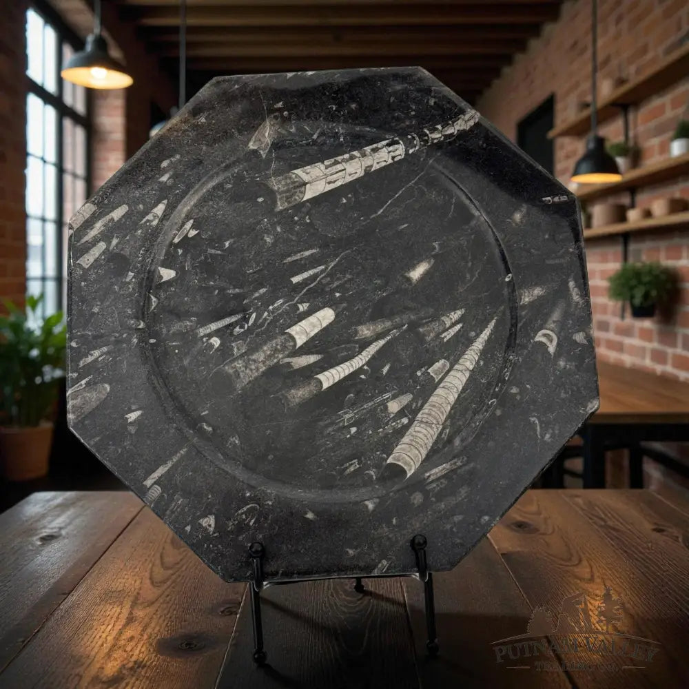 Orthoceras Fossil Octagon Plate Fossil Plate