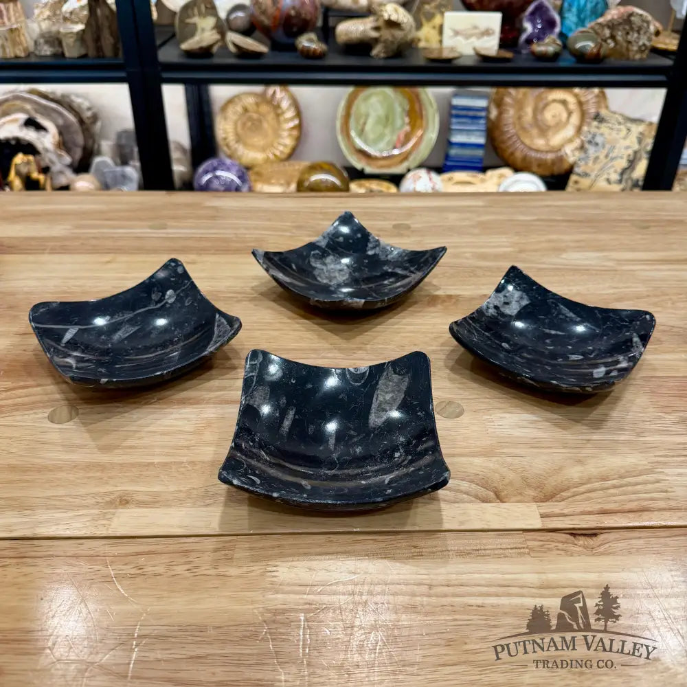 Orthoceras Fossil Raised Corner Dish 4.75’’ - Fossil Plate