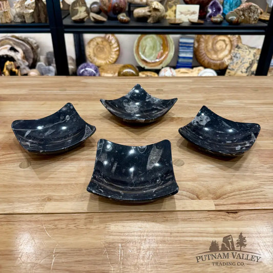 Orthoceras Fossil Raised Corner Dish 4.75’’ - Fossil Plate