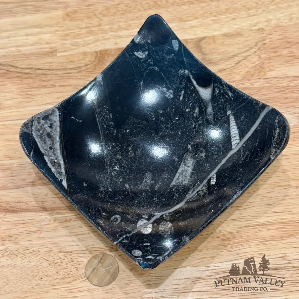 Orthoceras Fossil Raised Corner Dish 4.75’’ - Fossil Plate