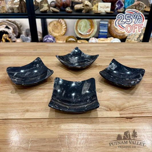 Orthoceras Fossil Raised Corner Dish 4.75’’ - Fossil Plate