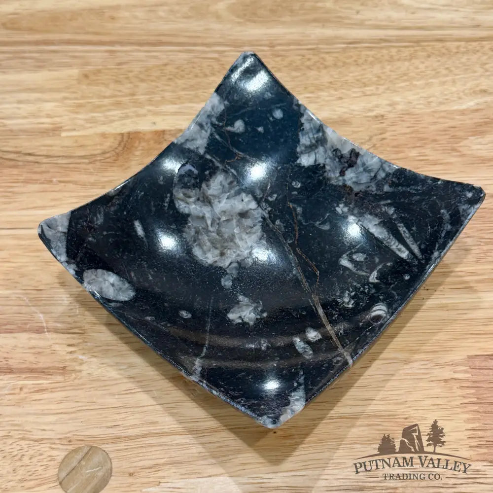 Orthoceras Fossil Raised Corner Dish 4.75’’ - Fossil Plate