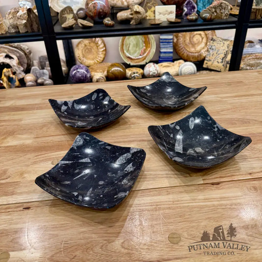 Orthoceras Fossil Raised Corner Dish 6.25’’ - Fossil Plate