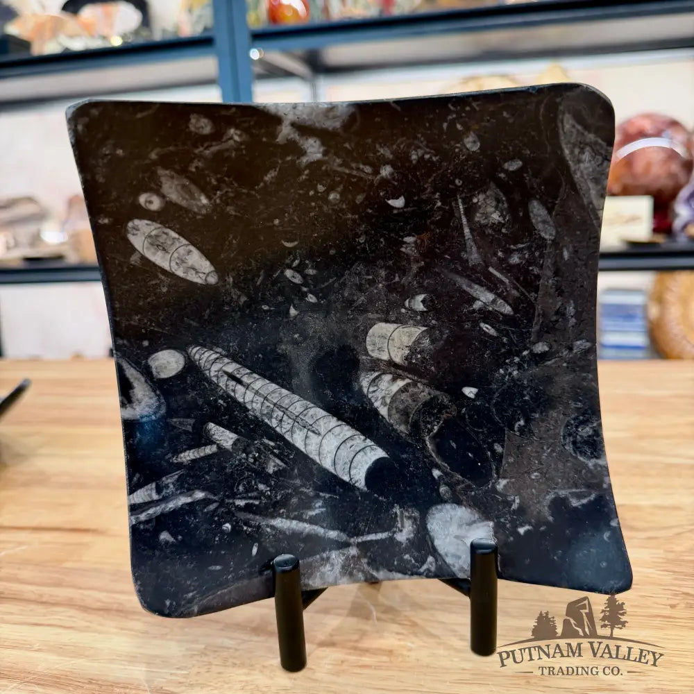 Orthoceras Fossil Raised Corner Dish 6.25’’ - Fossil Plate