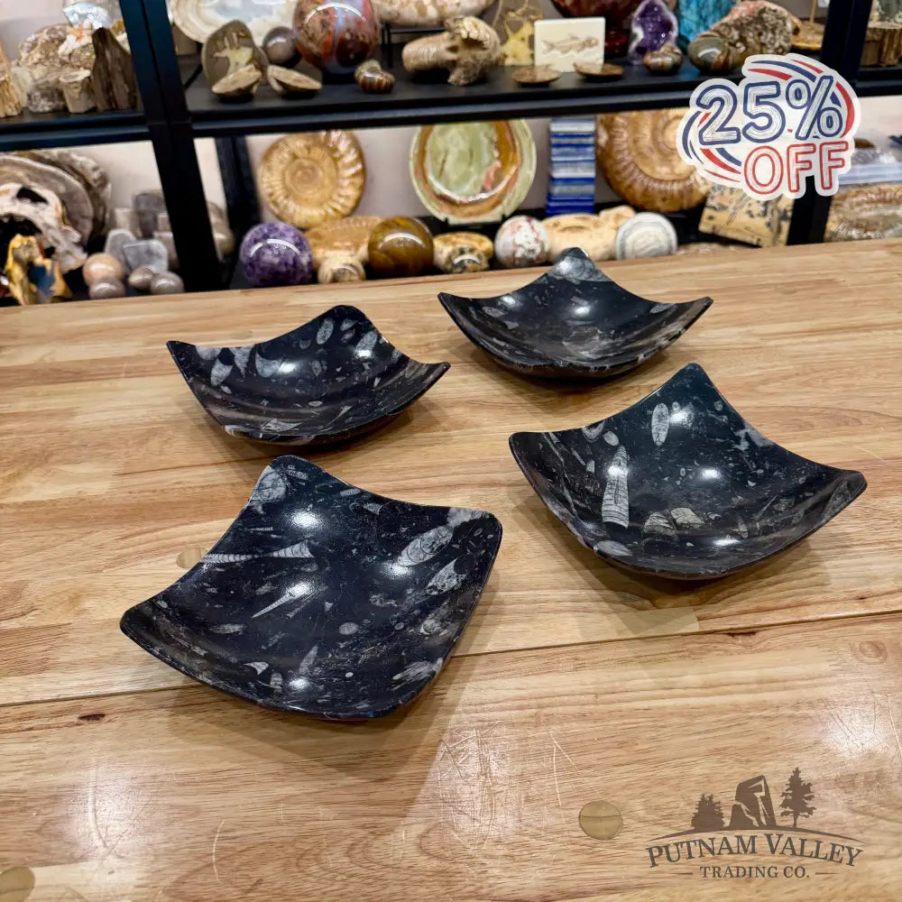 Orthoceras Fossil Raised Corner Dish 6.25’’ - Fossil Plate
