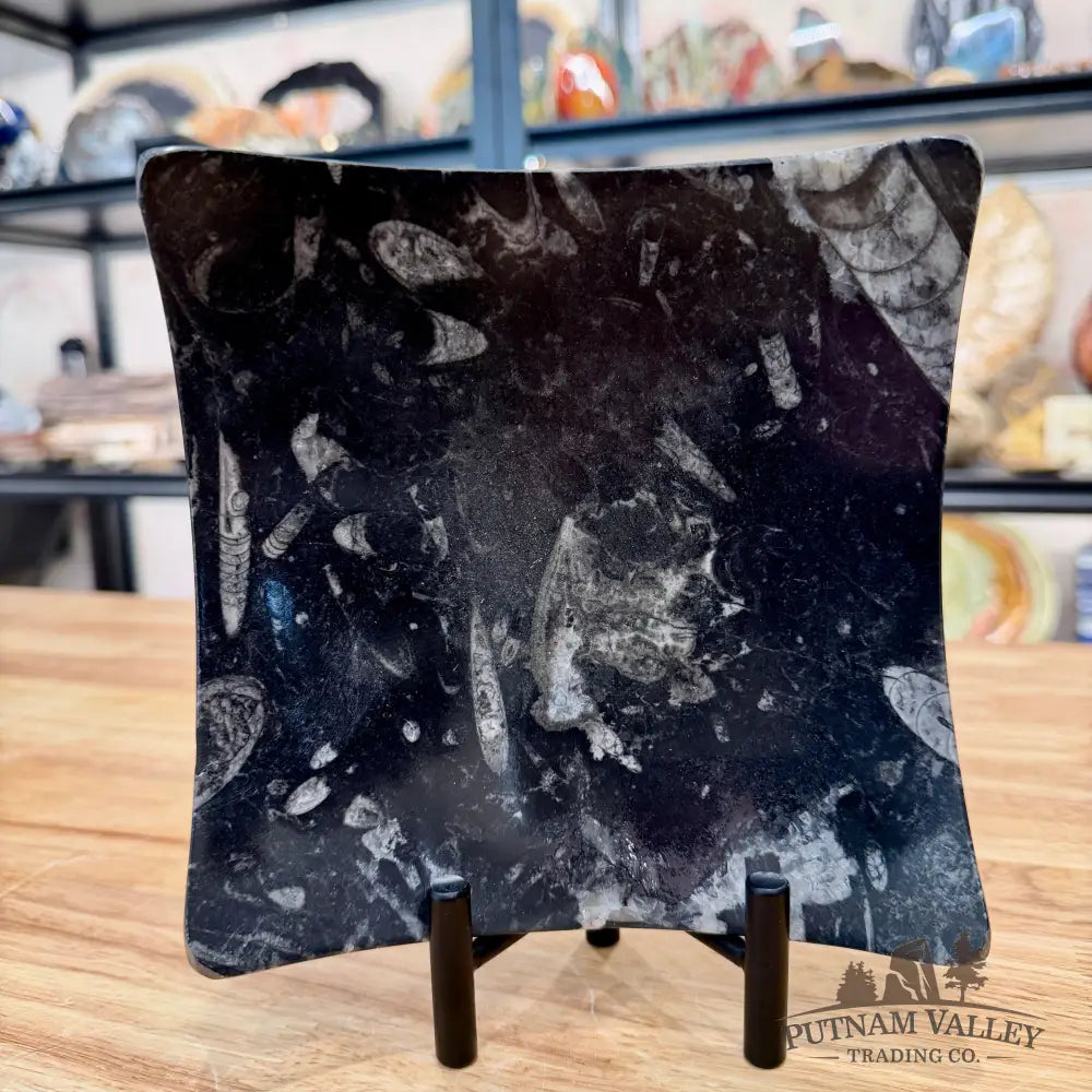 Orthoceras Fossil Raised Corner Dish 6.25’’ - Fossil Plate