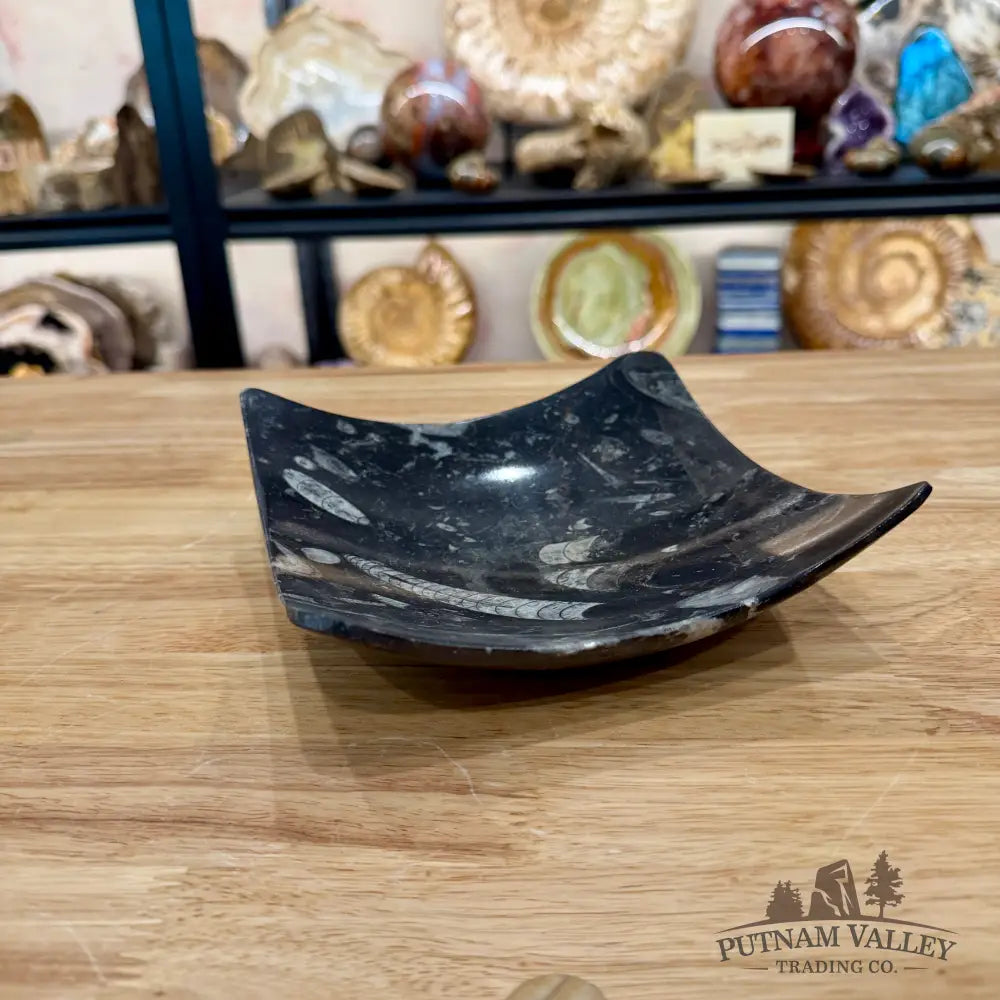 Orthoceras Fossil Raised Corner Dish 6.25’’ - Fossil Plate