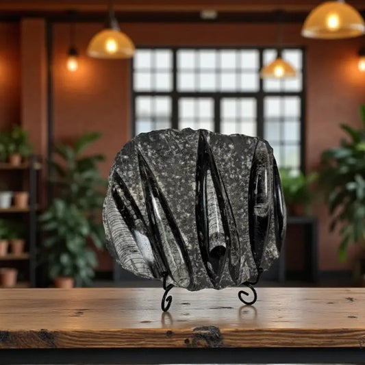 Orthoceras Fossil Slab Fossil Slab