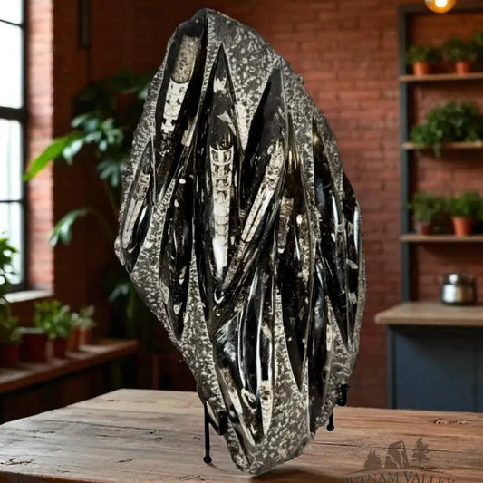 Orthoceras Fossil Slab Fossil Slab