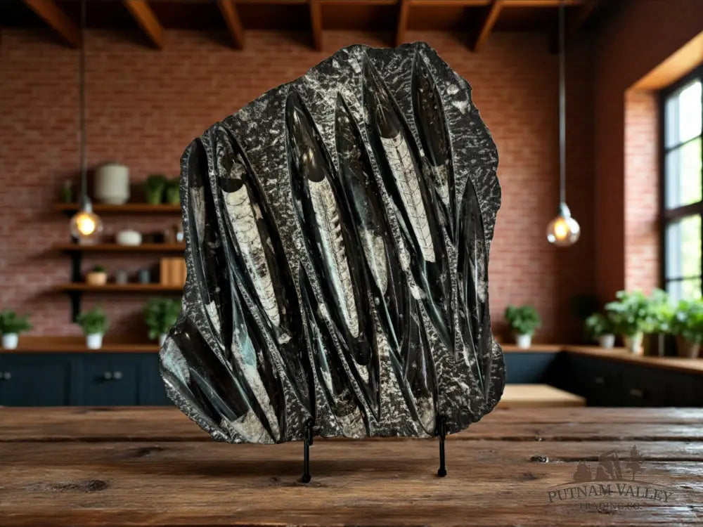 Orthoceras Fossil Slab Fossil Slab