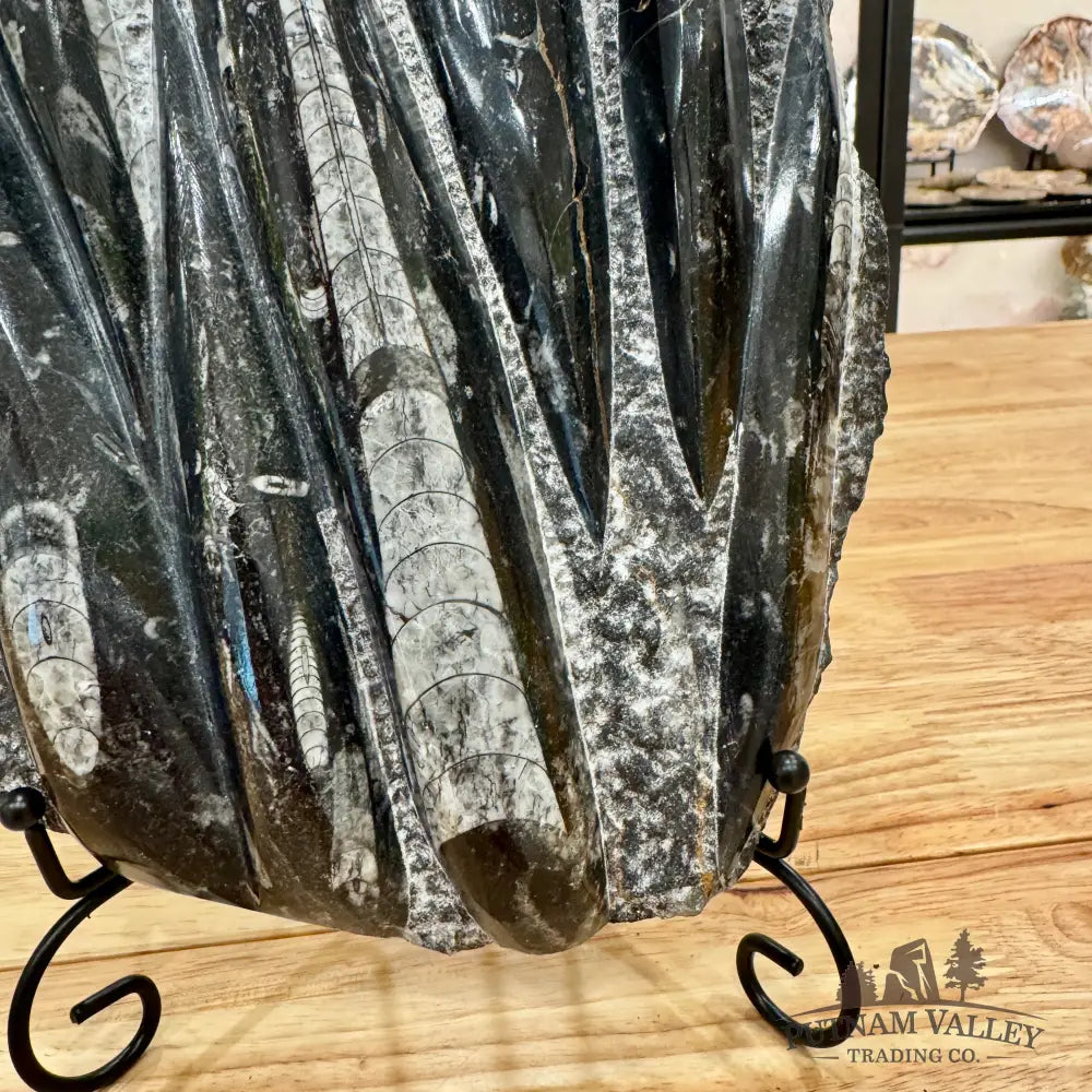 Orthoceras Fossil Slab Fossil Slab