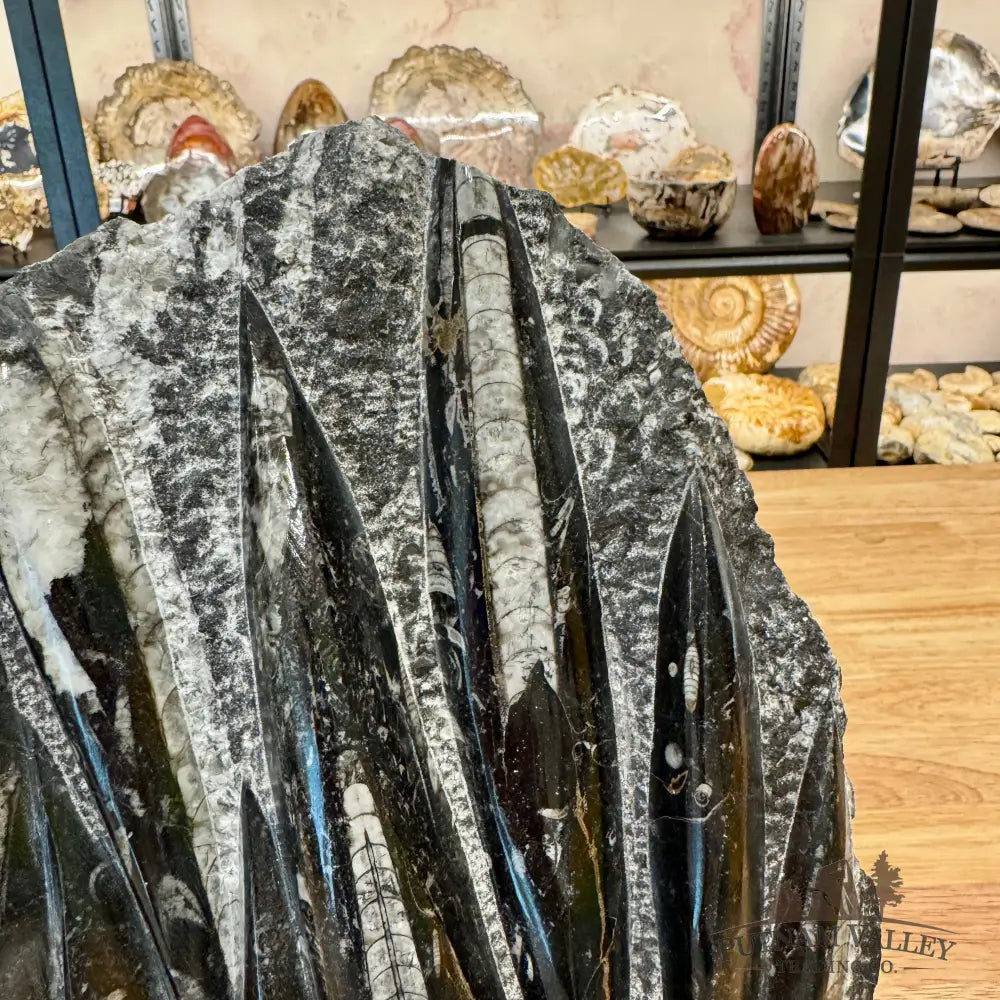 Orthoceras Fossil Slab Fossil Slab