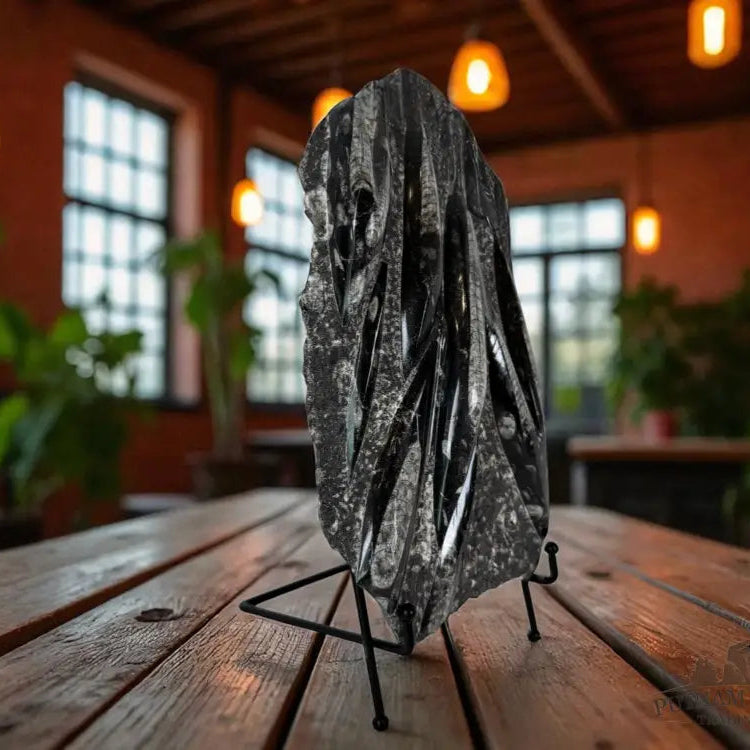 Orthoceras Fossil Slab Fossil Slab