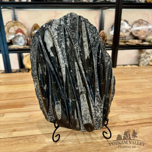 Orthoceras Fossil Slab Fossil Slab