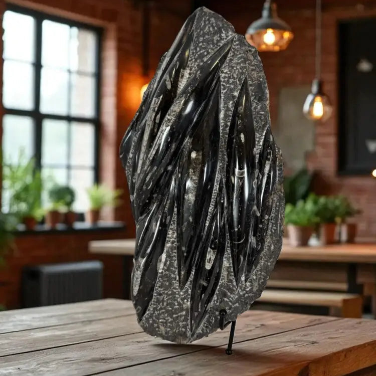 Orthoceras Fossil Slab Fossil Slab