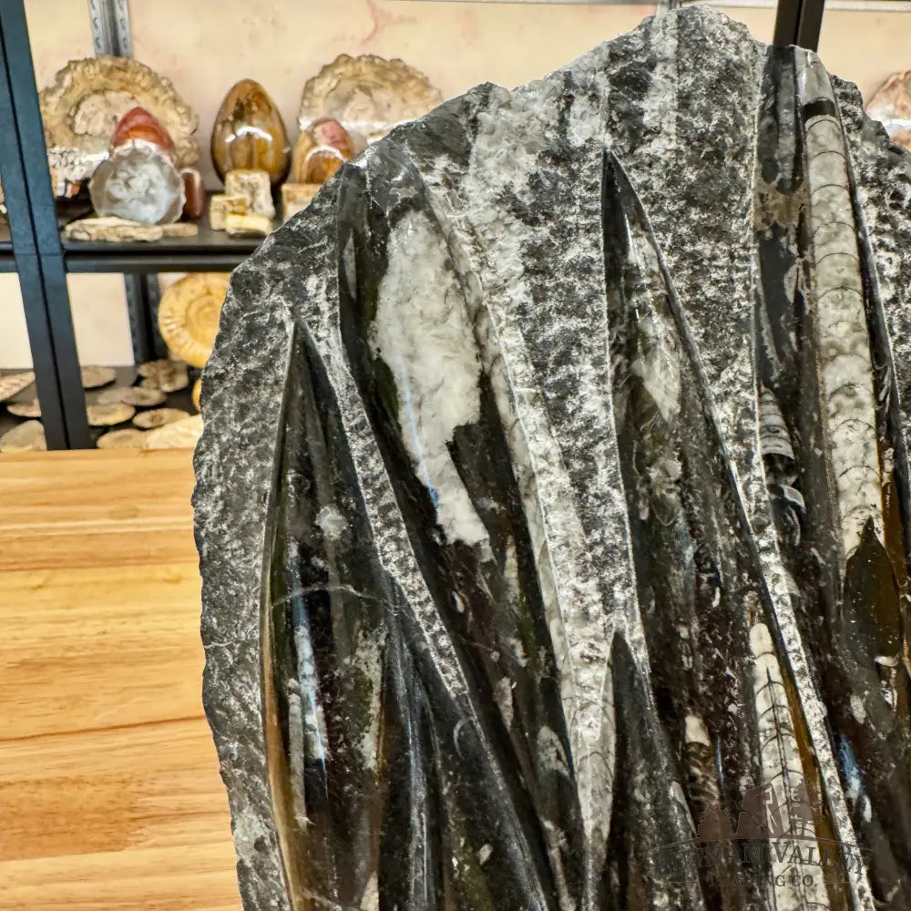 Orthoceras Fossil Slab Fossil Slab