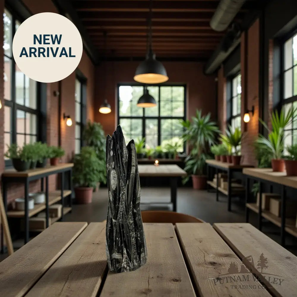 Orthoceras Fossil Table Accent Fossil Sculpture