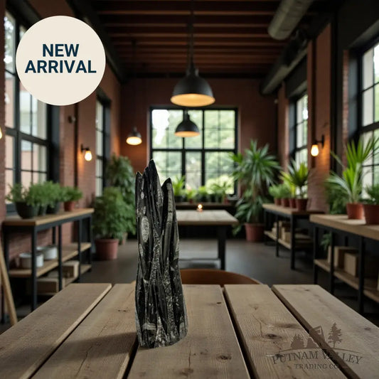 Orthoceras Fossil Table Accent Fossil Sculpture