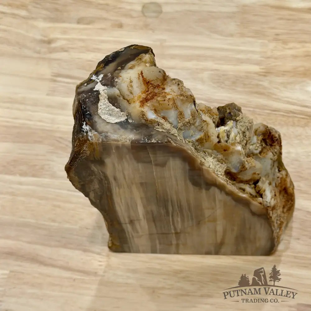 Petrified Wood Table Accent 7.85’’ - Free Standing Accent