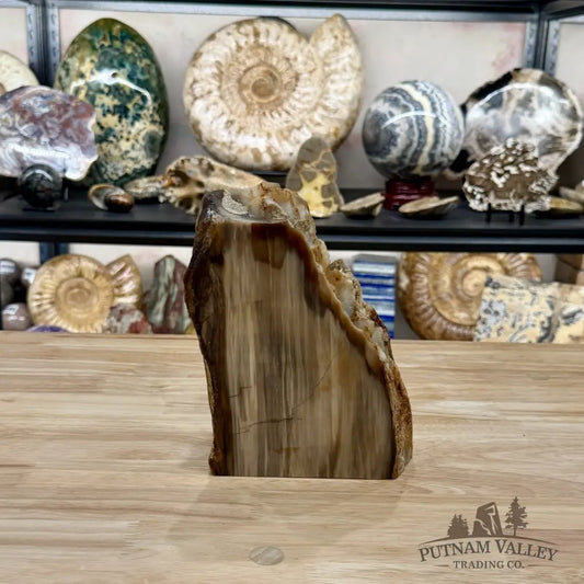 Petrified Wood Table Accent 7.85’’ - Free Standing Accent