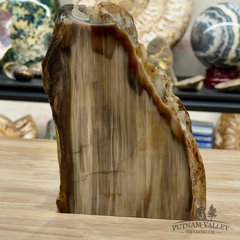 Petrified Wood Table Accent 7.85’’ - Free Standing Accent