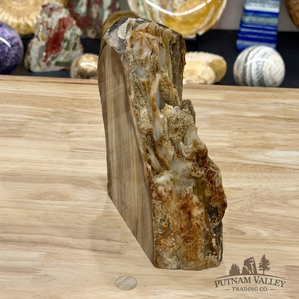 Petrified Wood Table Accent 7.85’’ - Free Standing Accent