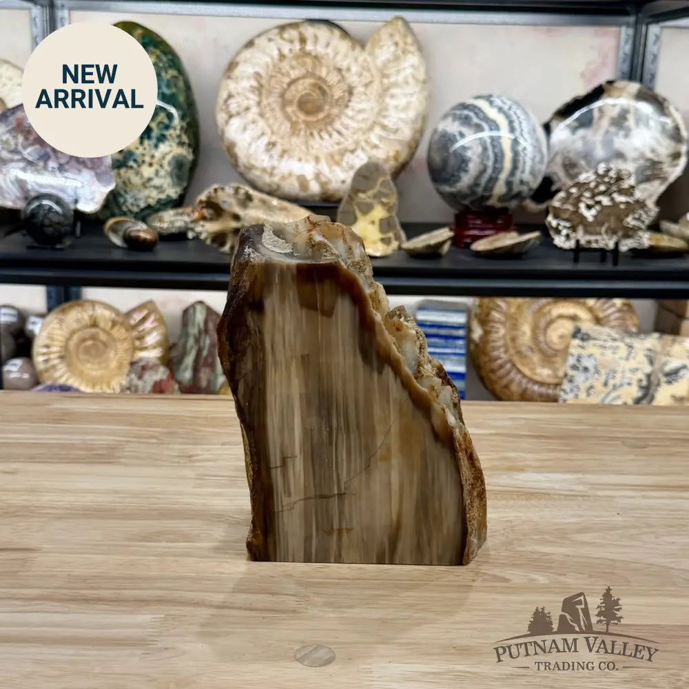 Petrified Wood Table Accent 7.85’’ - Free Standing Accent