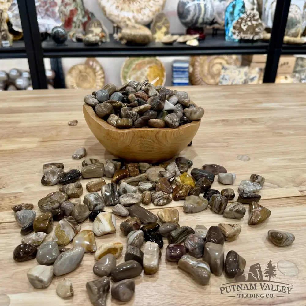 Pacific Northwest Petrified Wood Tumbles (½ lb) - Tumbled Stone