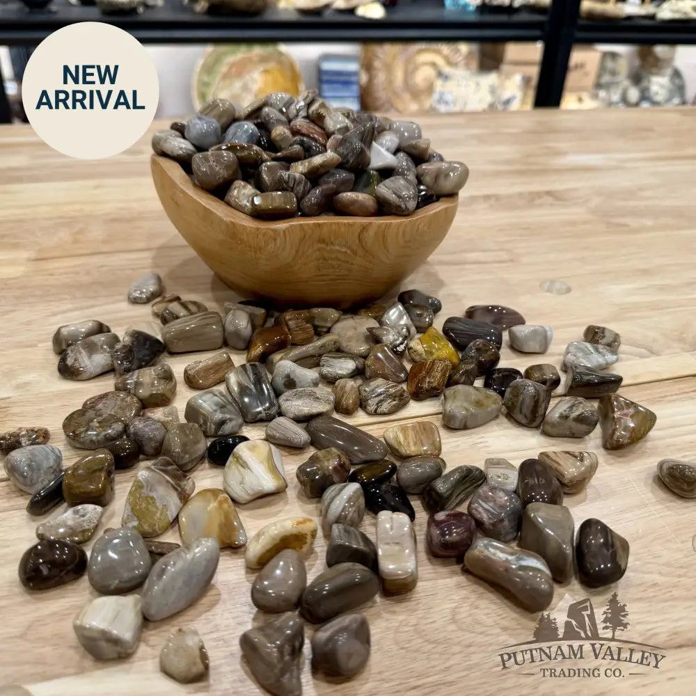 Pacific Northwest Petrified Wood Tumbles (½ lb) - Tumbled Stone