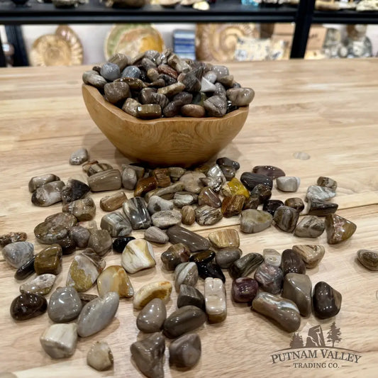 Pacific Northwest Petrified Wood Tumbles (½ lb) - Tumbled Stone