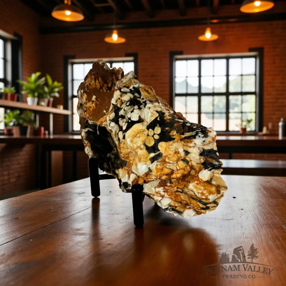 Petrified Australia Peanut Wood End Cut Slab