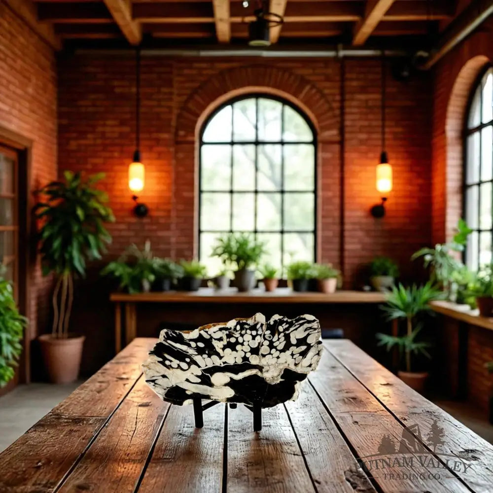 Petrified Australia Peanut Wood End Cut Slab