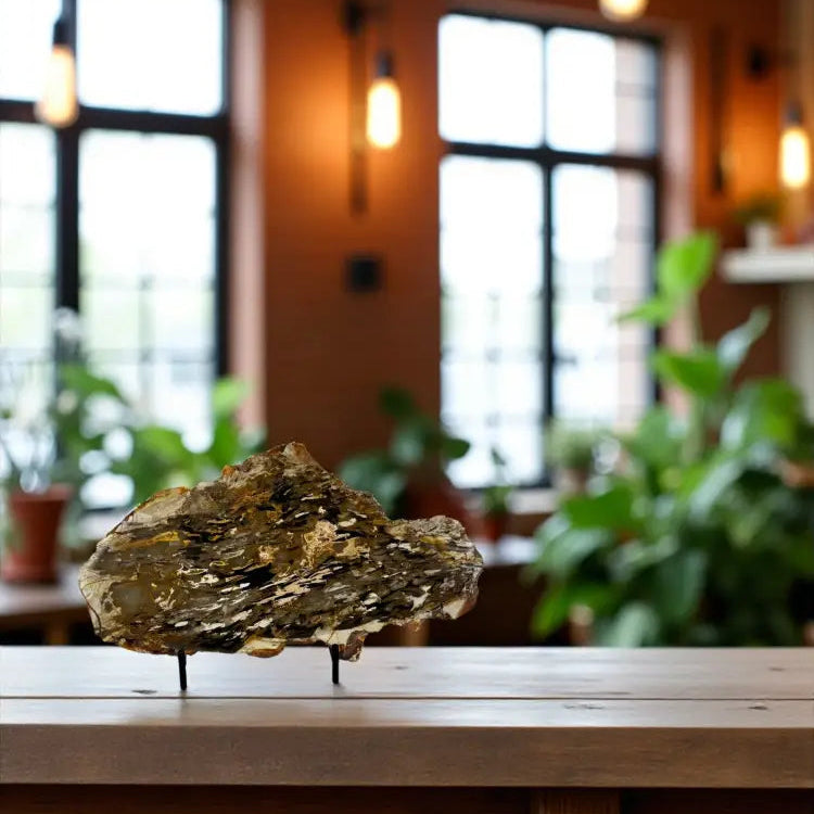 Petrified Australia Peanut Wood Slab Slab