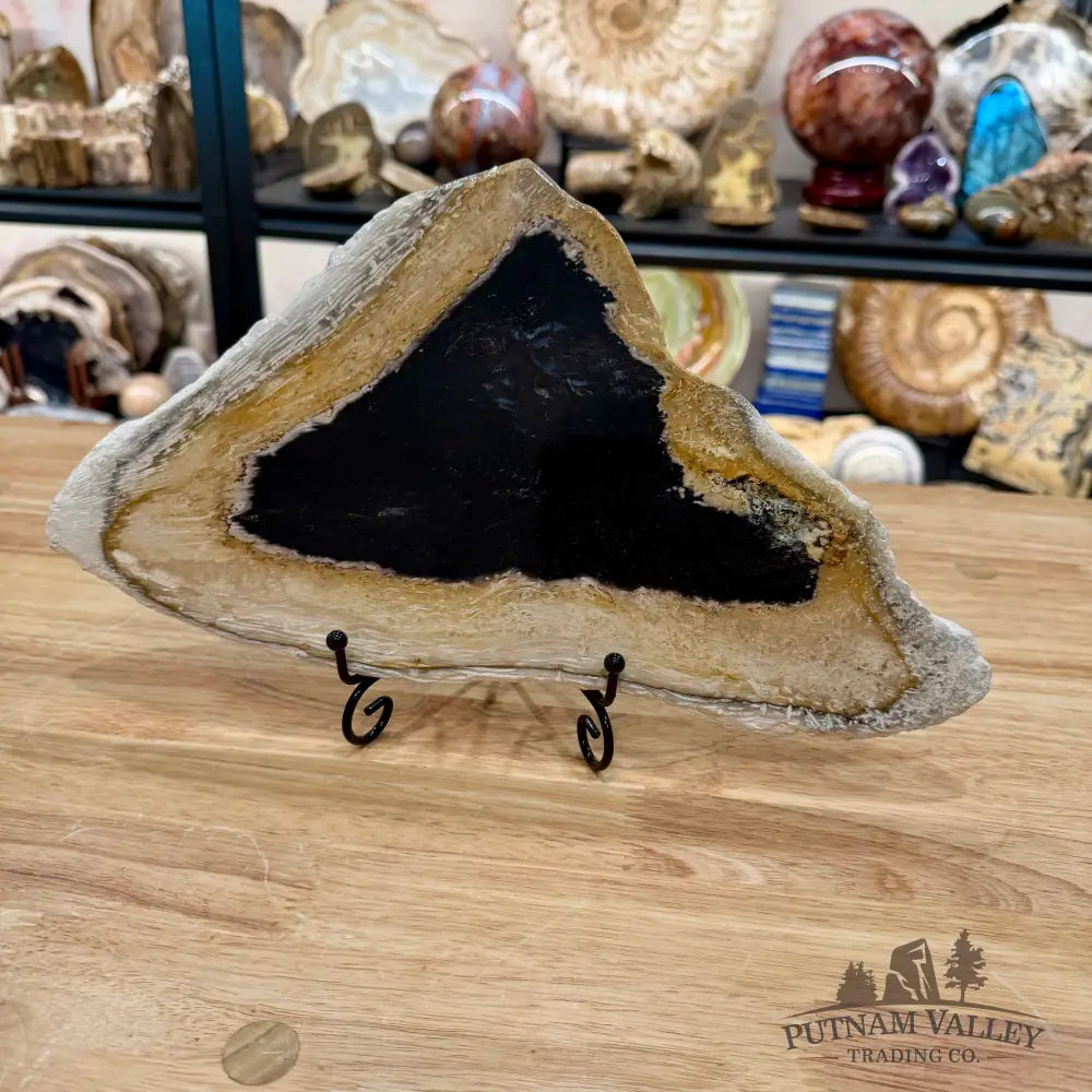 Petrified Palmwood Slab 12.75’’ - Slab
