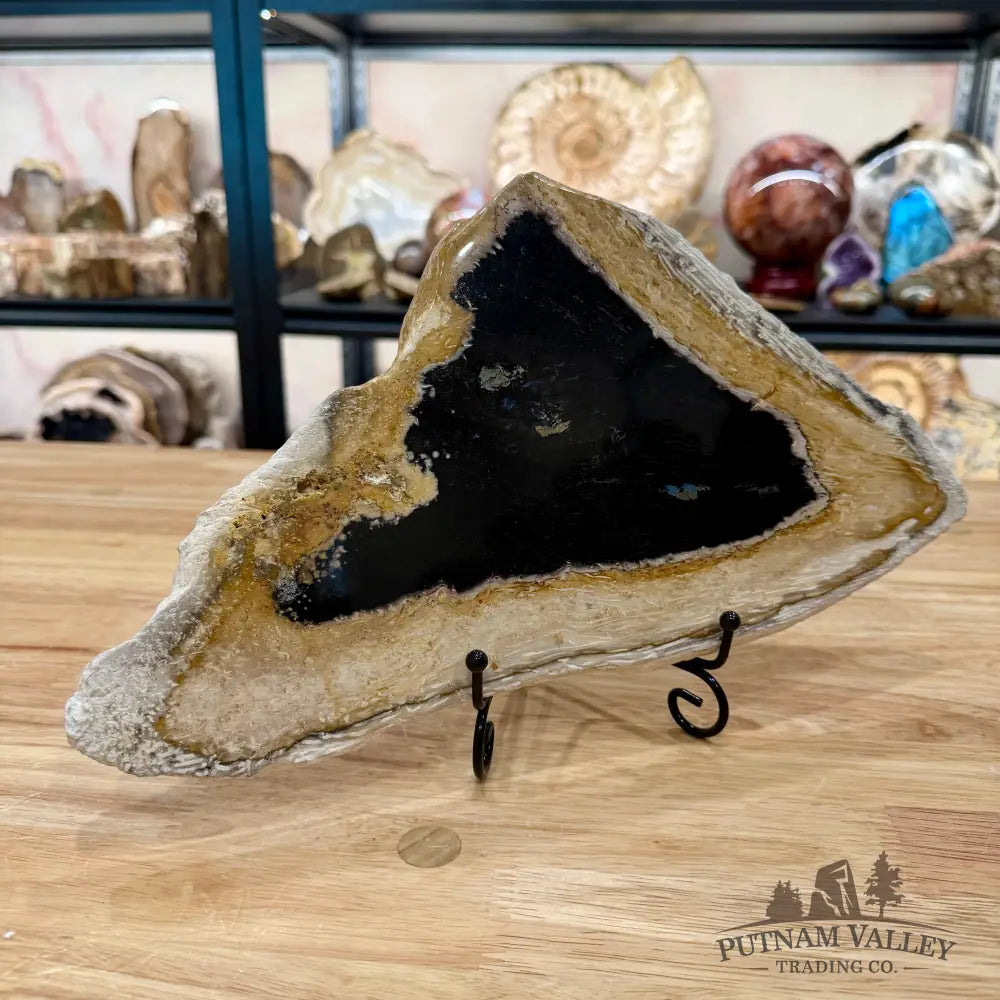 Petrified Palmwood Slab 12.75’’ - Slab