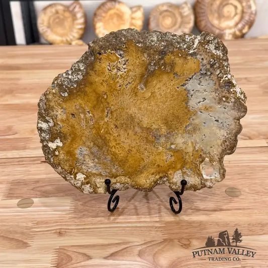 Petrified Palmwood Slab - Putnam Valley Trading Co.