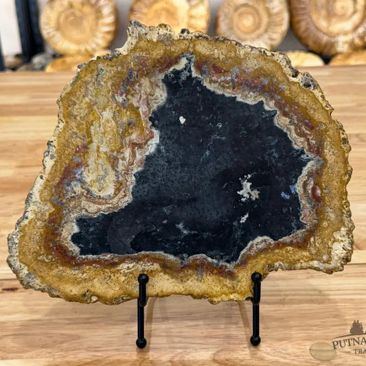 Petrified Palmwood Slab Slab