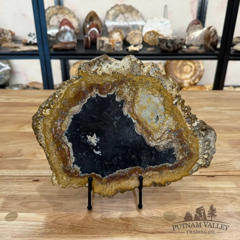 Petrified Palmwood Slab Slab